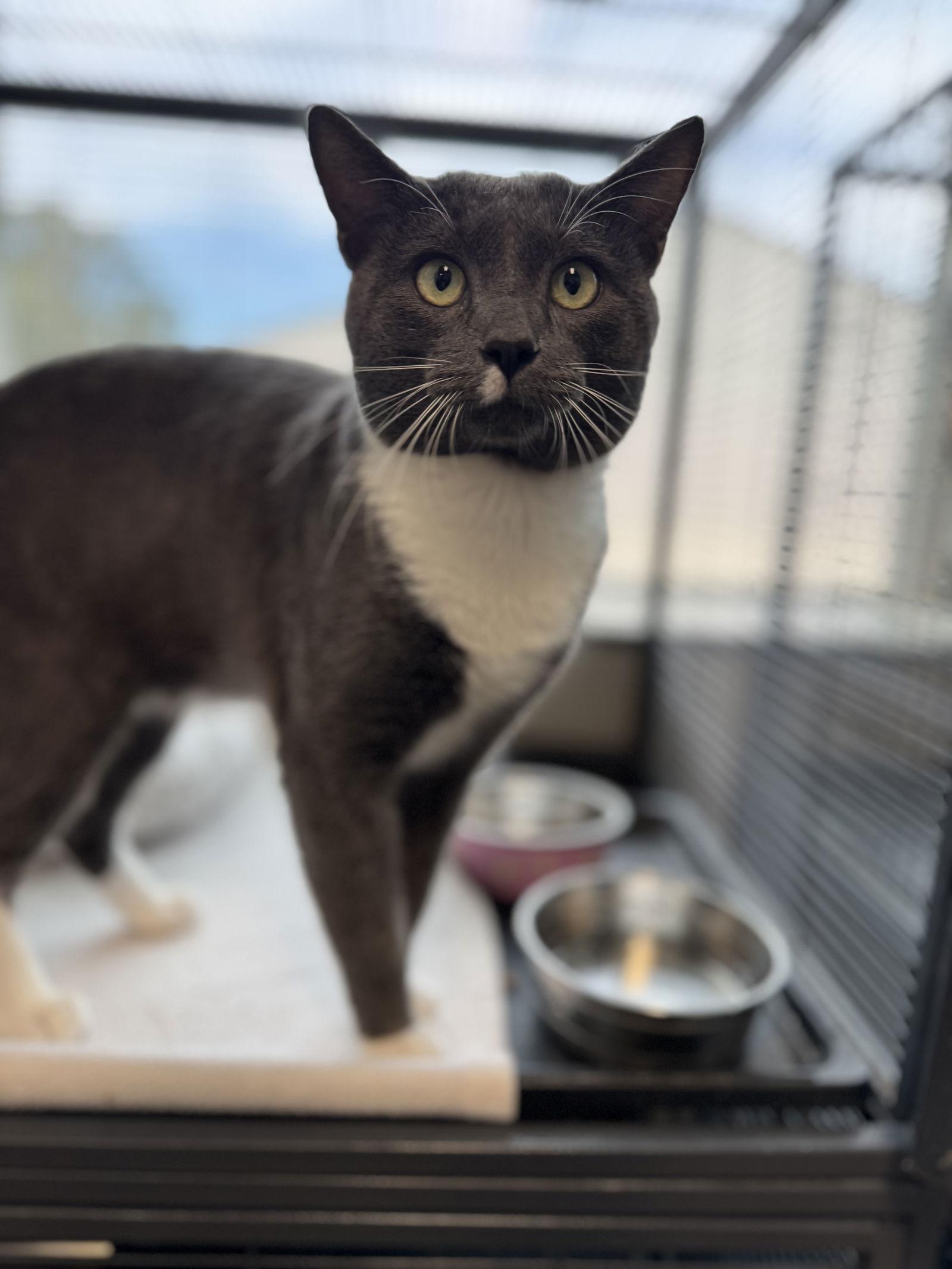 Enlarge Sammy, a Adoptable Domestic Short Hair in Sanford, FL image 2/3