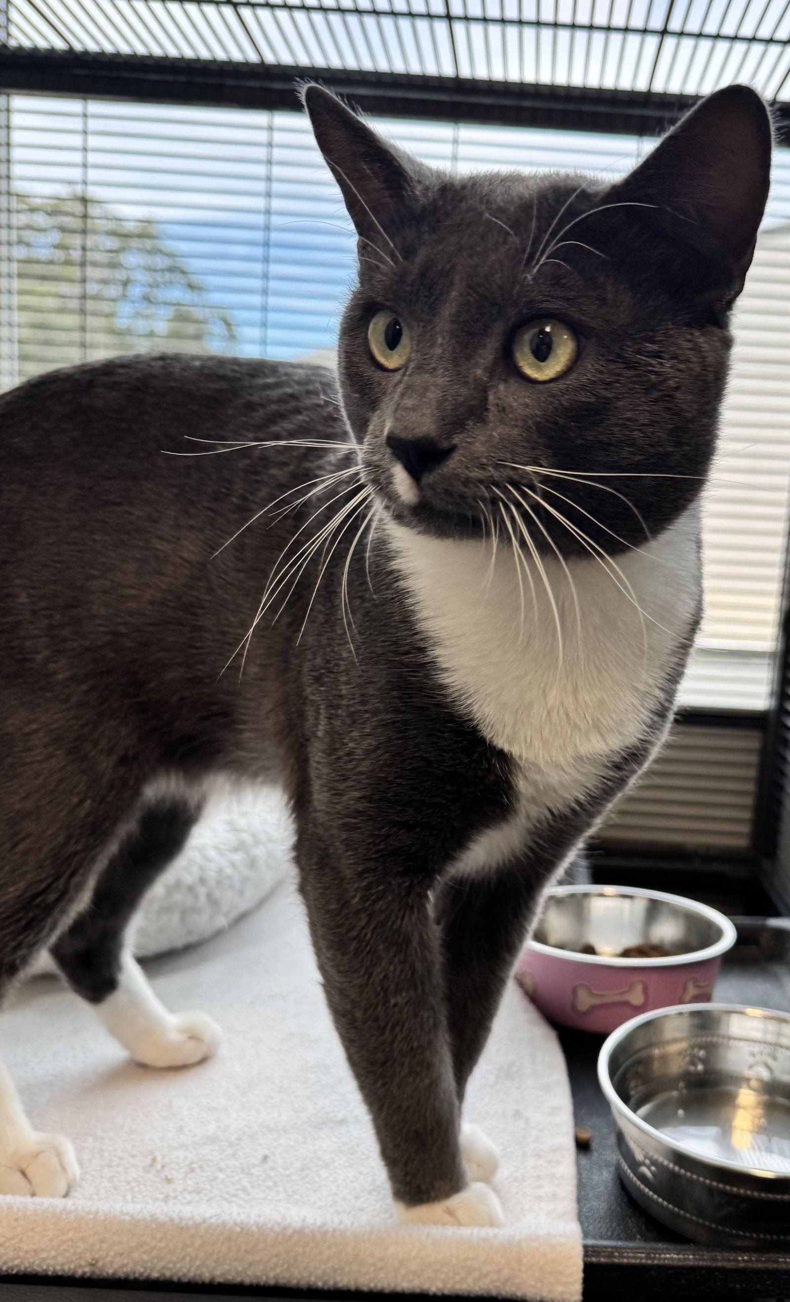 Enlarge Sammy, a Adoptable Domestic Short Hair in Sanford, FL image 3/3