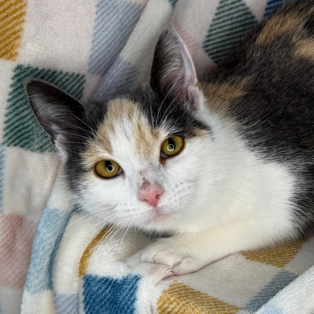Froggy, Adoptable, Young Female Russian Blue & Chartreux.
