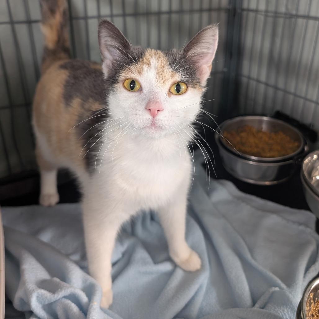 Enlarge Froggy, a Adoptable mixed breed in Mount Vernon, IL image 2/2