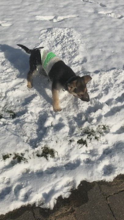 Enlarge Bradley, a Adopted German Shepherd Dog in Clinton Twp, MI video 1/4