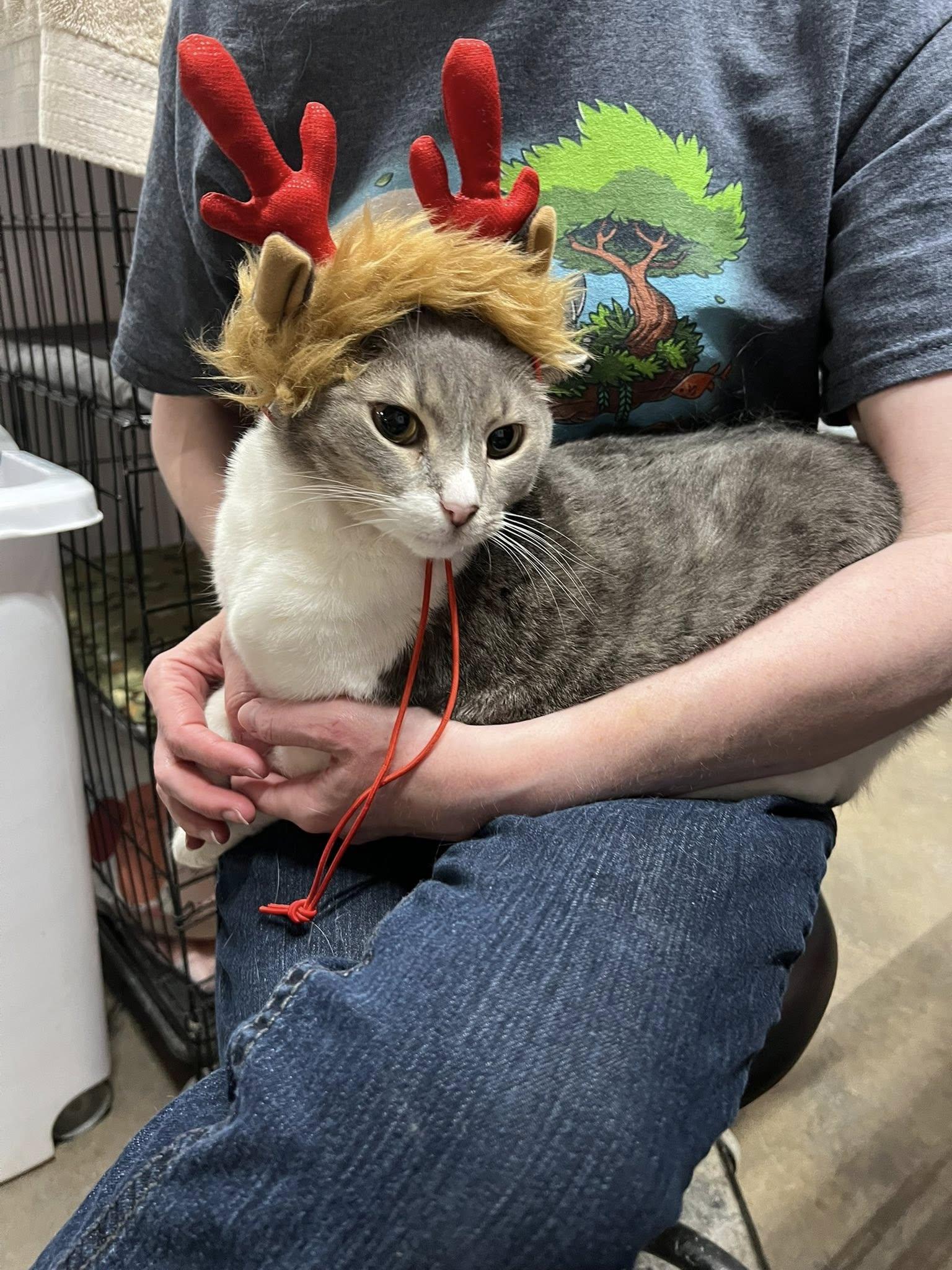 Enlarge Missy, a Adoptable Domestic Short Hair in Centerville, GA image 1/3