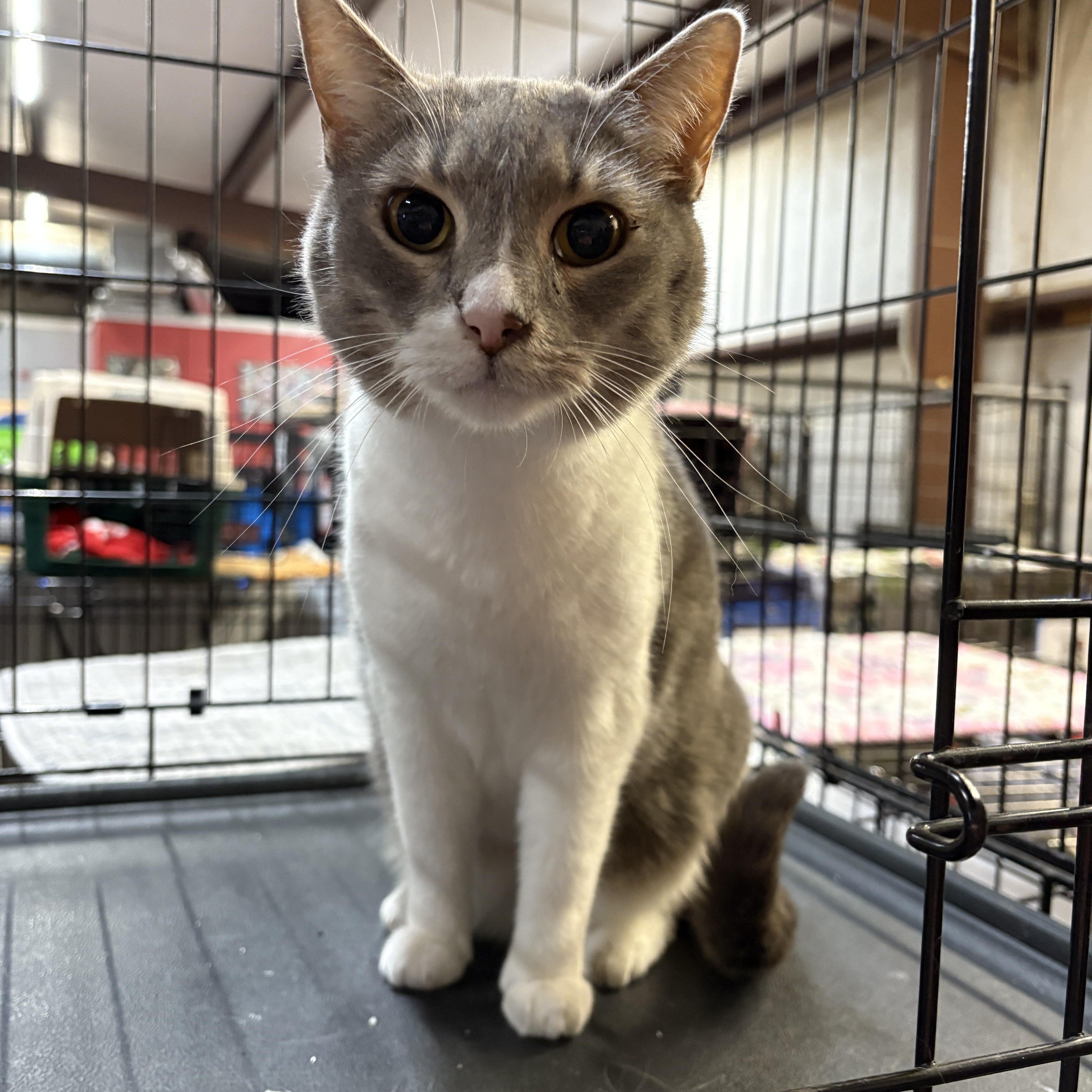 Enlarge Missy, a Adoptable Domestic Short Hair in Centerville, GA image 2/3