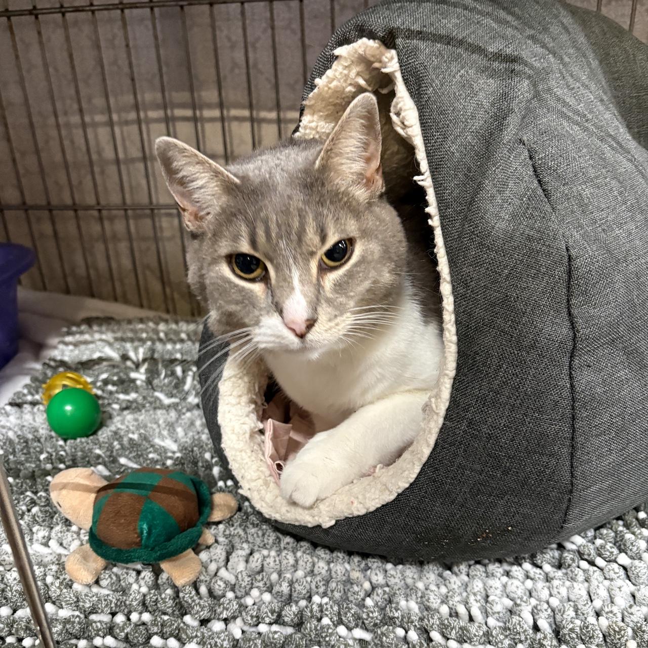 Enlarge Missy, a Adoptable Domestic Short Hair in Centerville, GA image 3/3