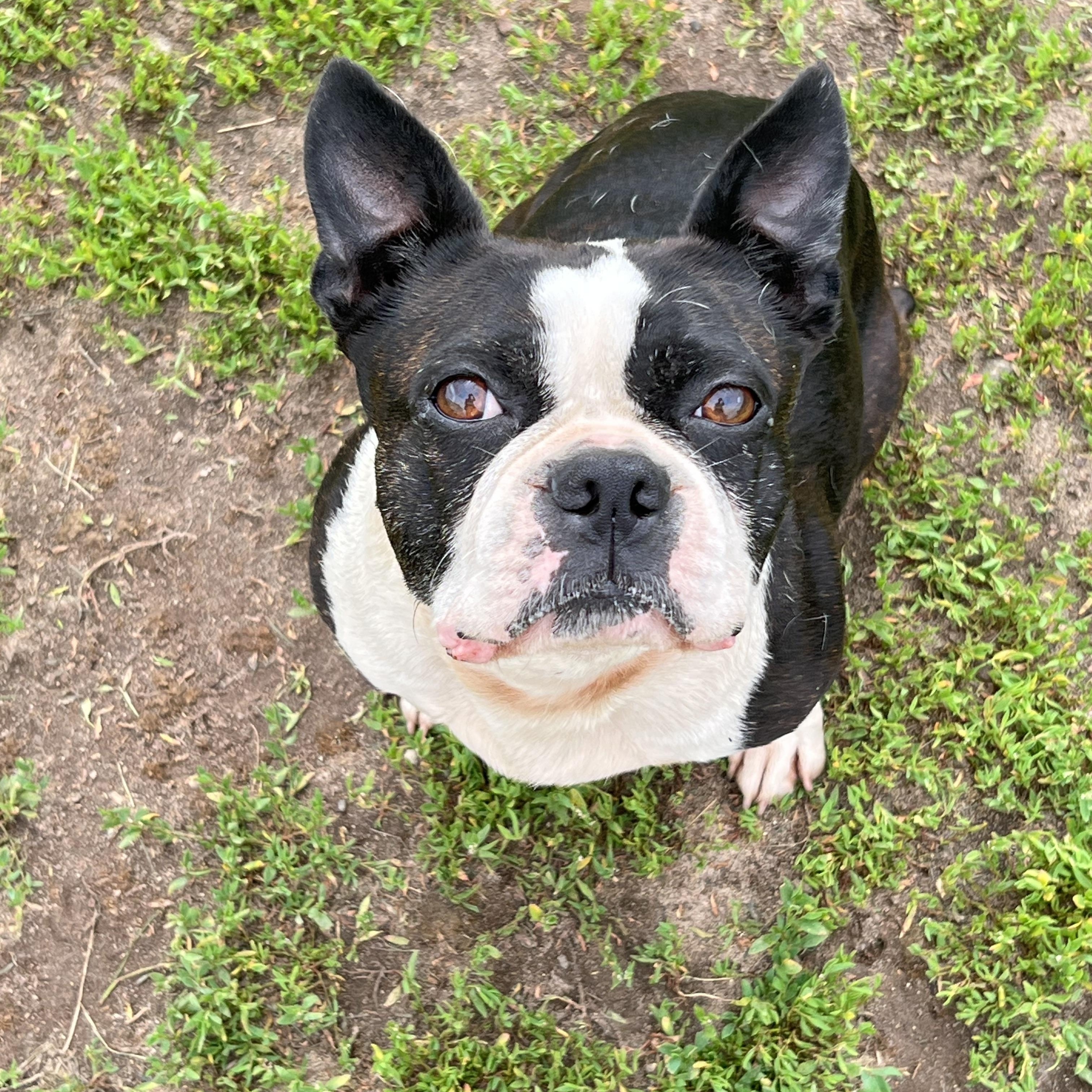 Lily, Adult Female unknown