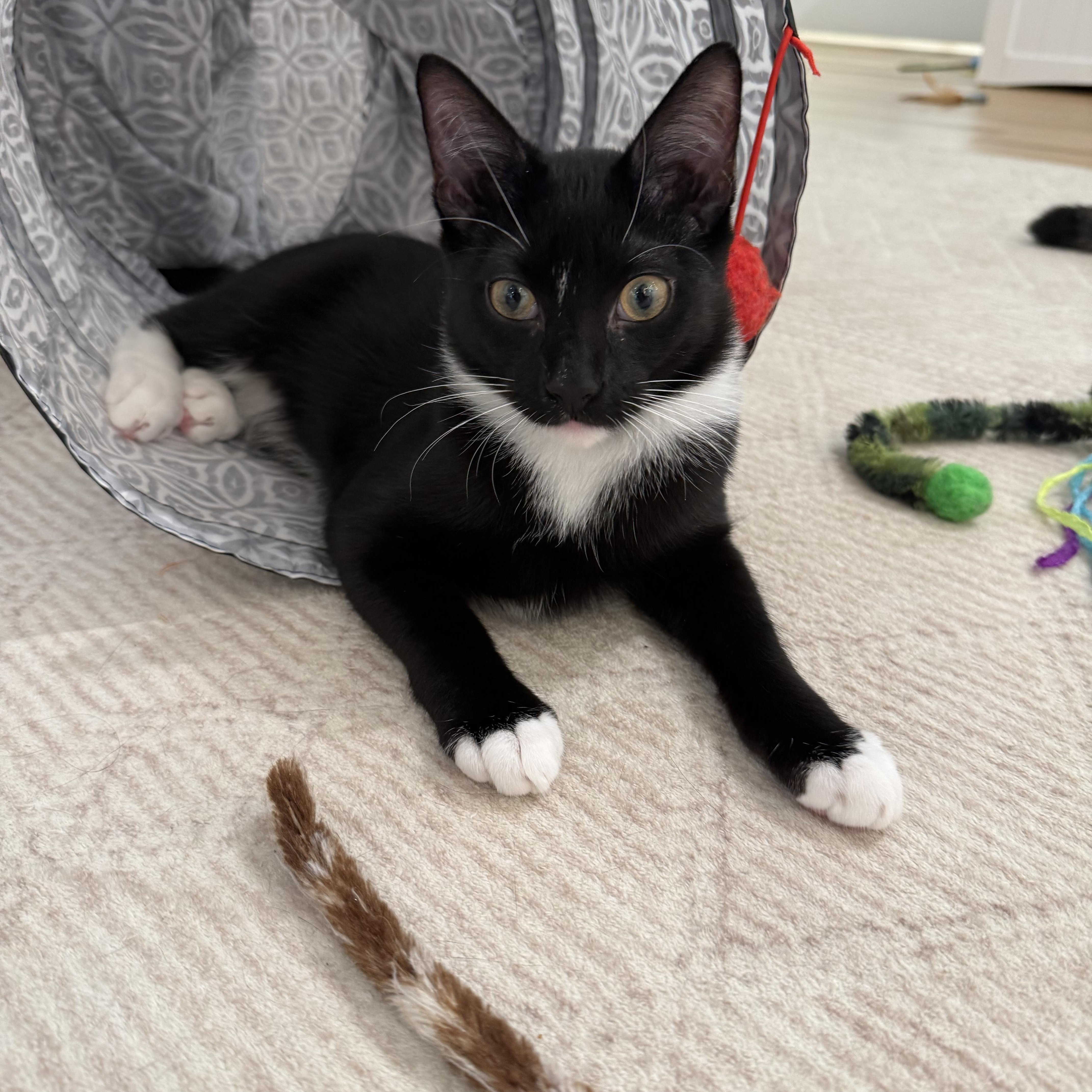 Enlarge Almond, a Adopted Domestic Short Hair in Old Saybrook, CT image 2/2