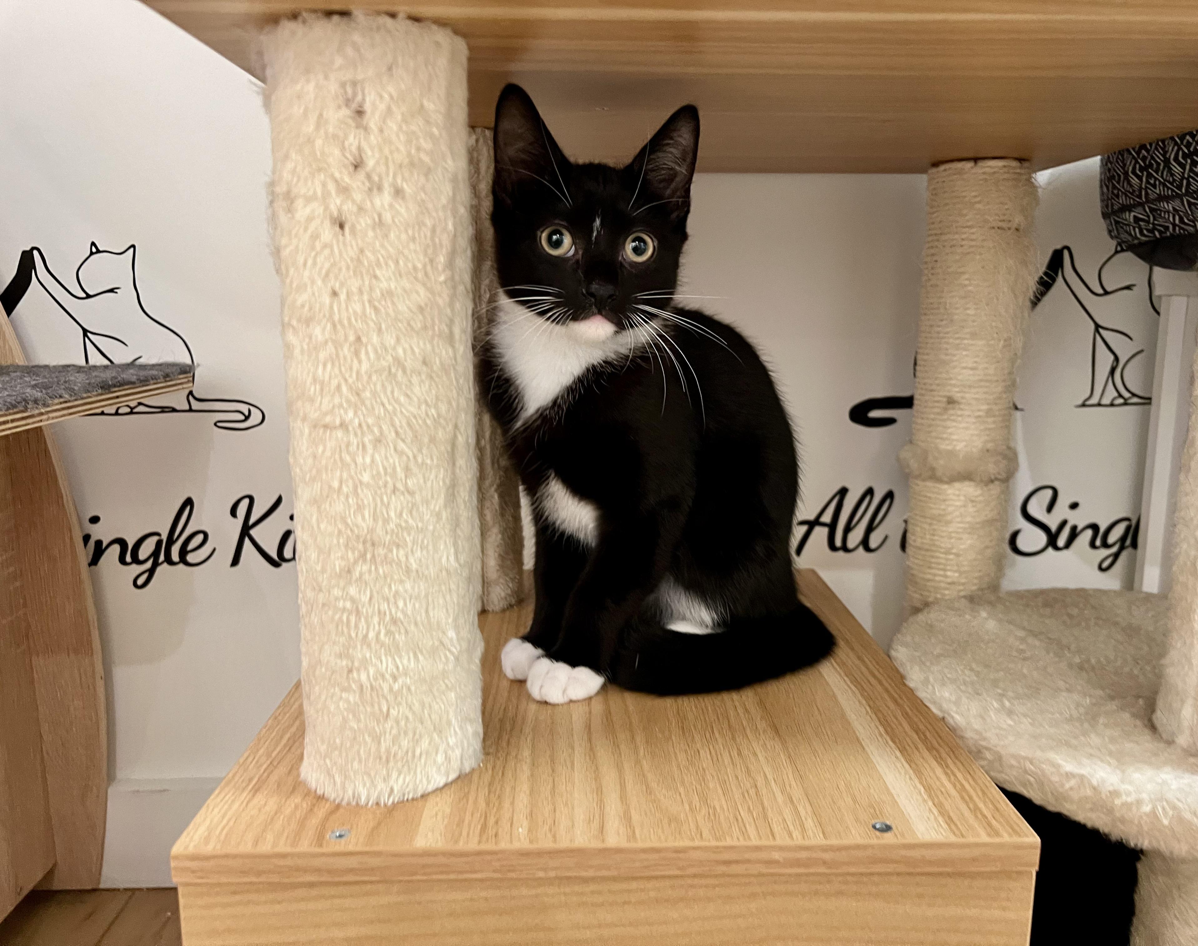 Almond, ADOPTABLE, Young Male Domestic Short Hair.