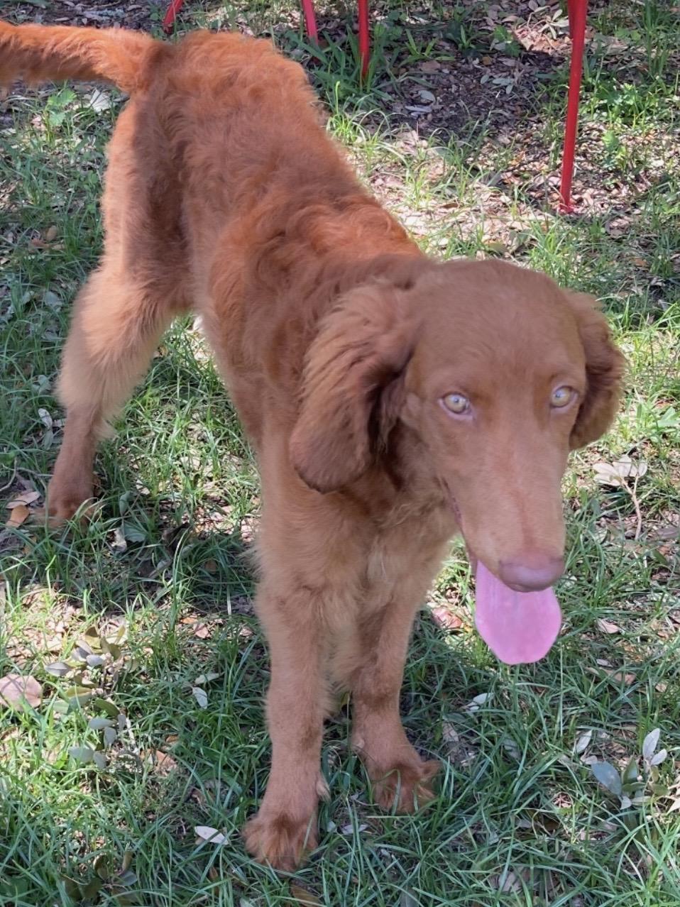 Enlarge Gabby, an adopted mixed breed in Pensacola, FL image 1/1