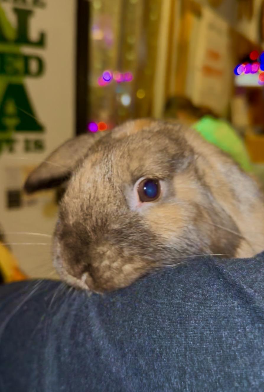 Linus, Adoptable, Adult Male Holland Lop.