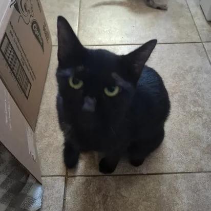 Enlarge Saint Tyna, a Adoptable Domestic Short Hair in Pittsburg, KS image 1/1