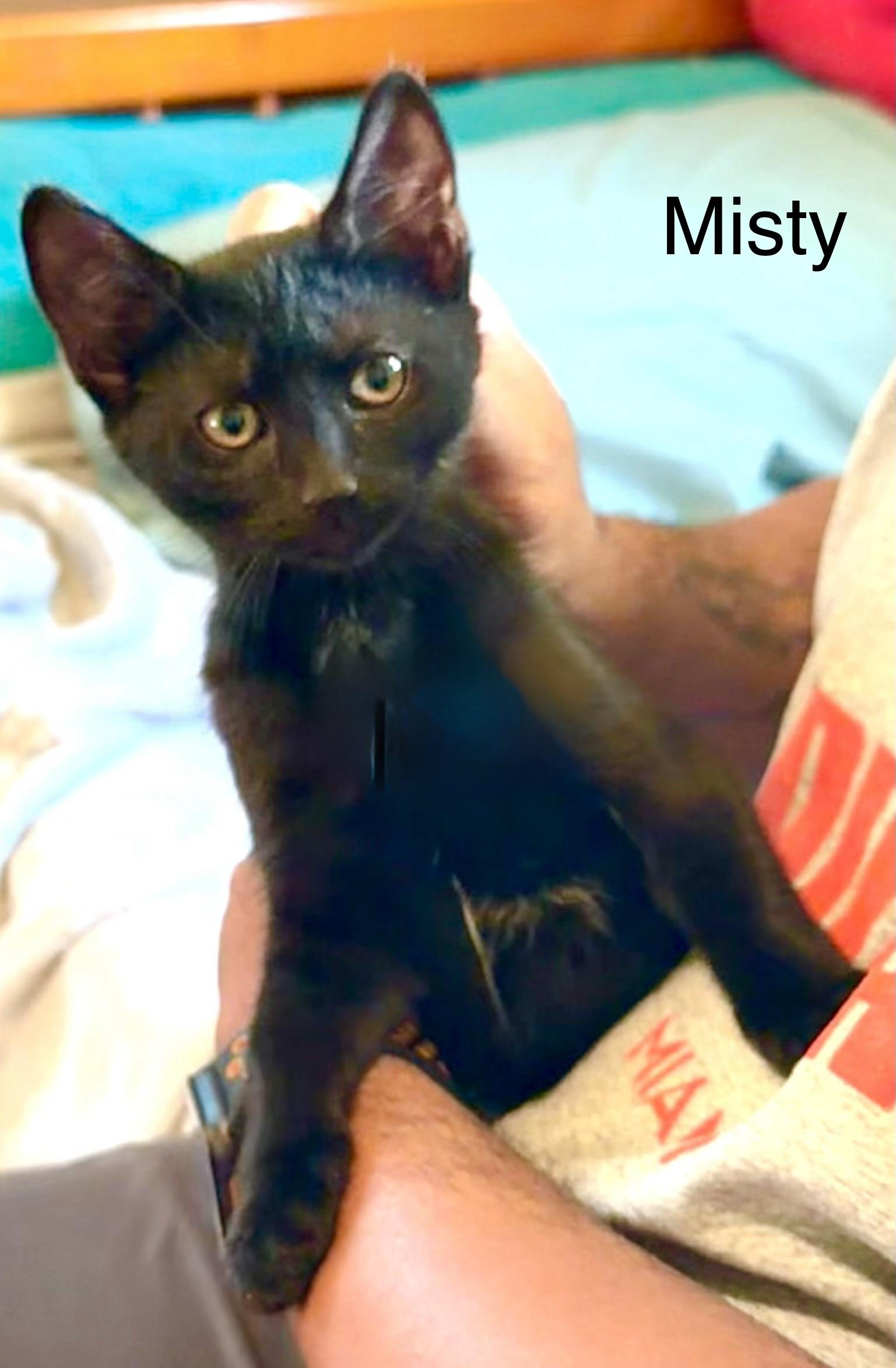 Misty, a Adoptable mixed breed in Annapolis, MD image 4/4