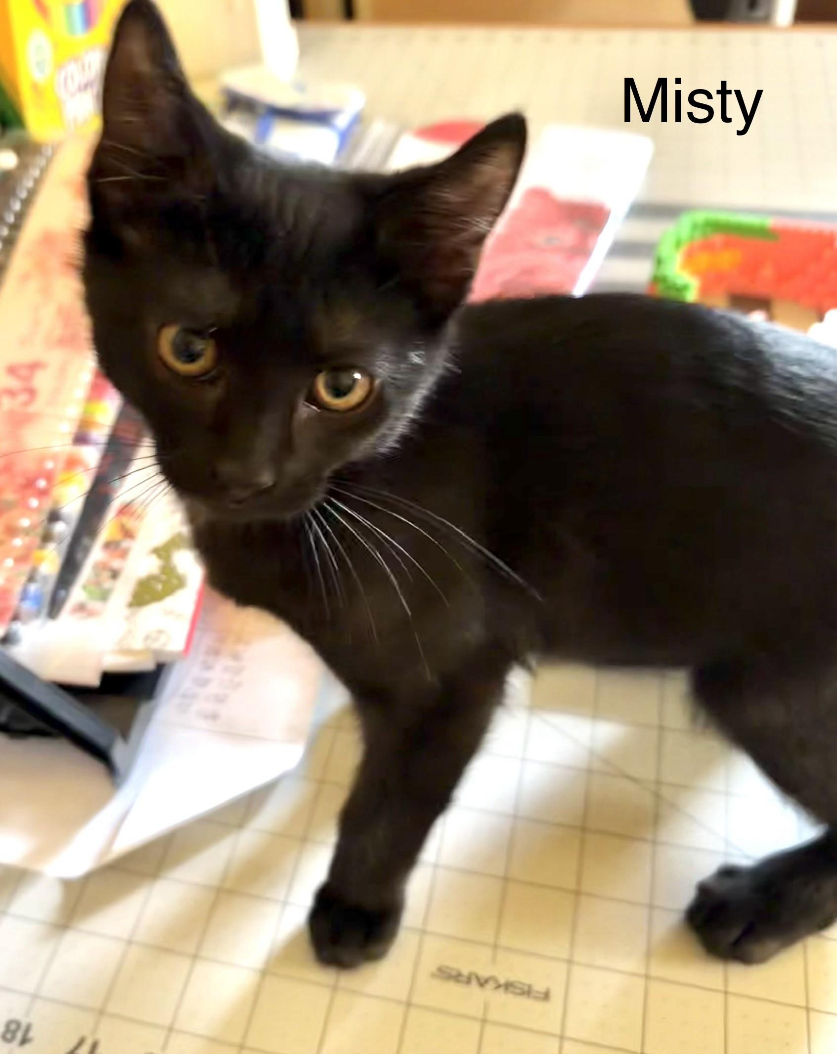 Misty, a Adoptable mixed breed in Annapolis, MD image 3/4