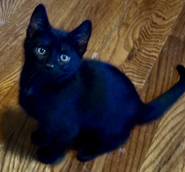 Misty, a Adoptable mixed breed in Annapolis, MD image 1/4