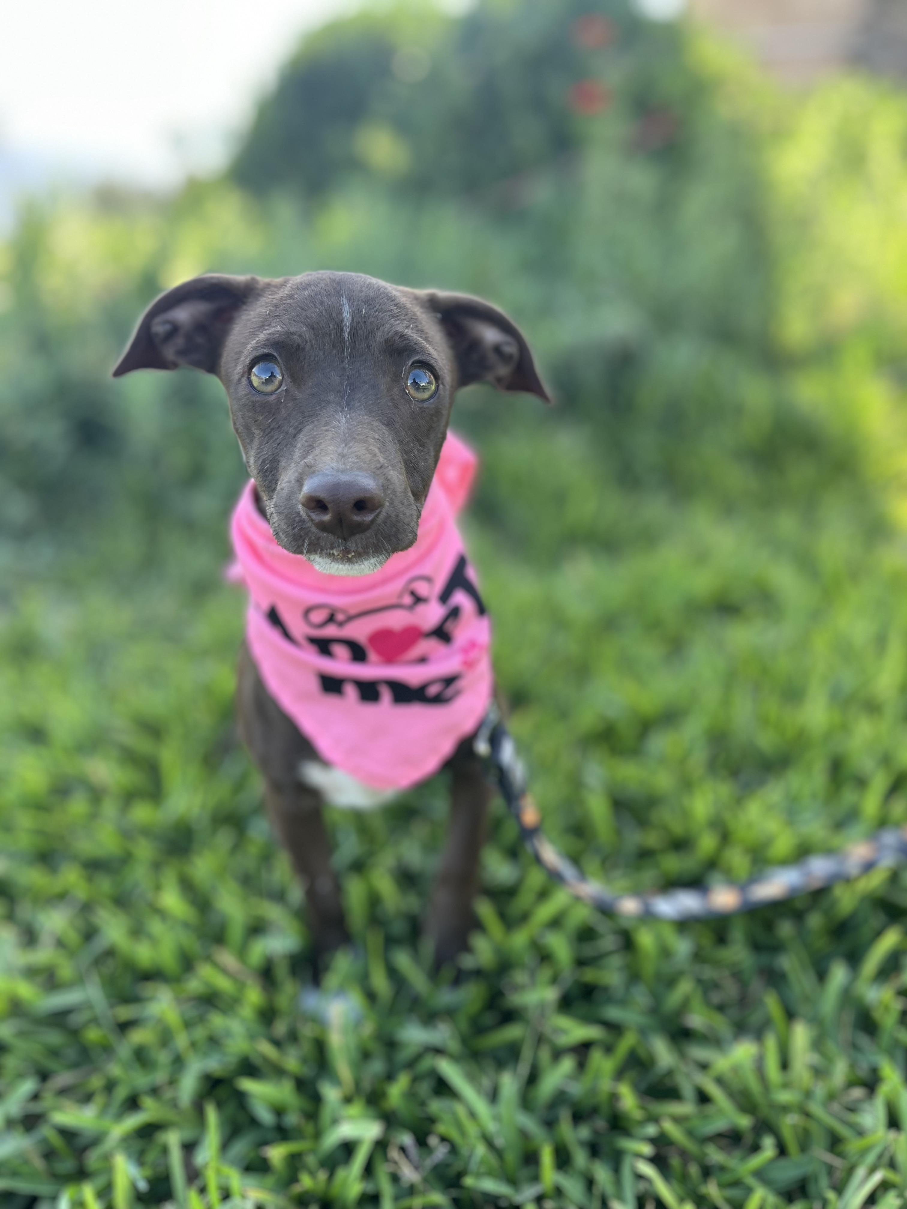 Mocha