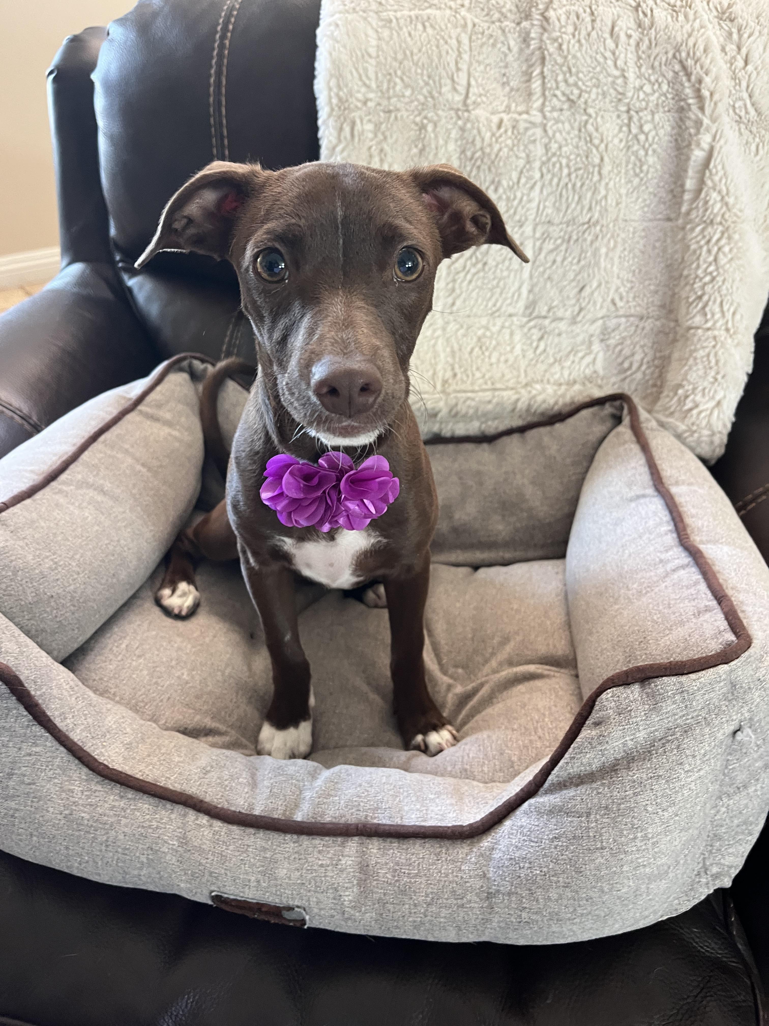 Mocha