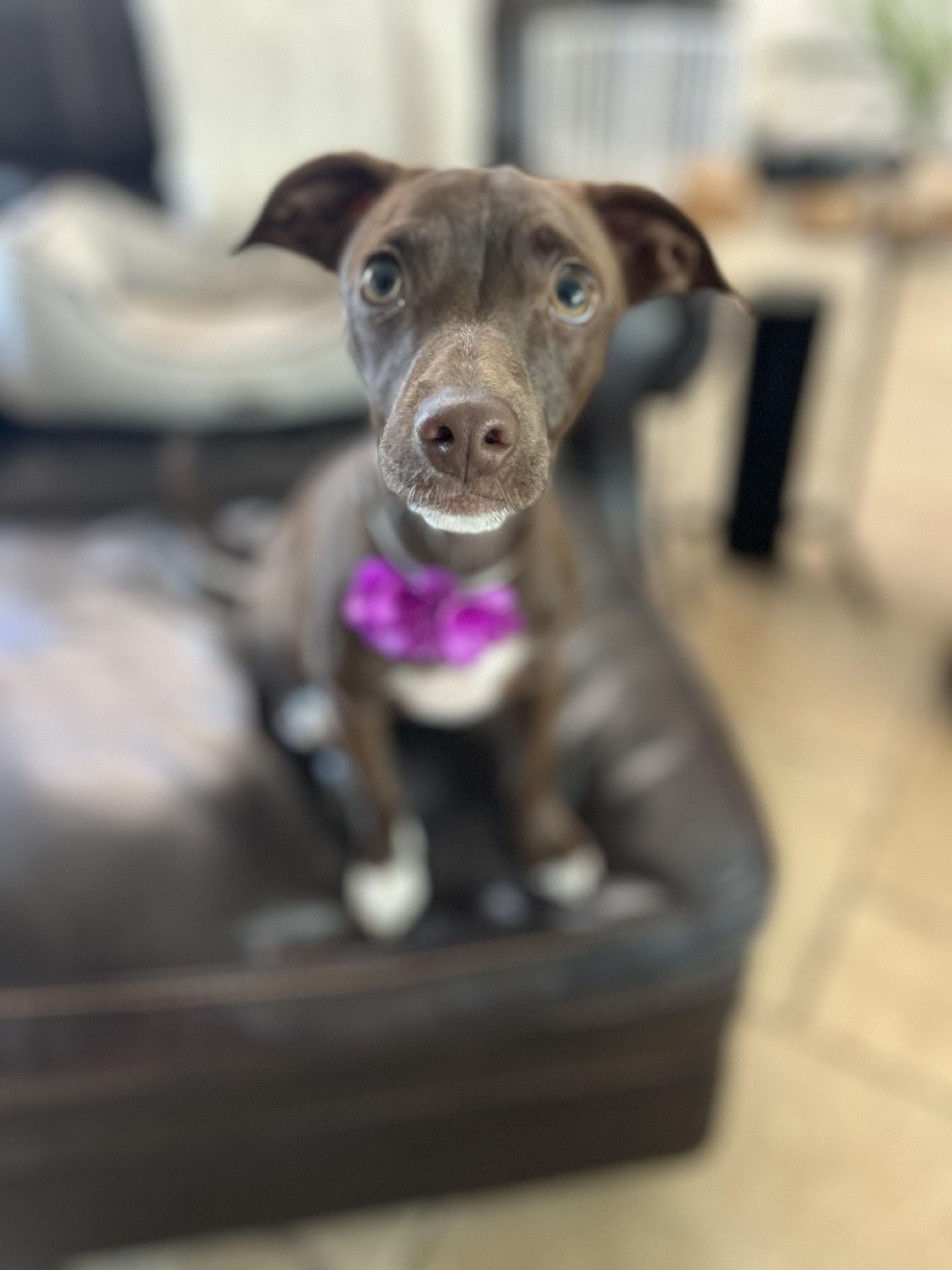 Mocha