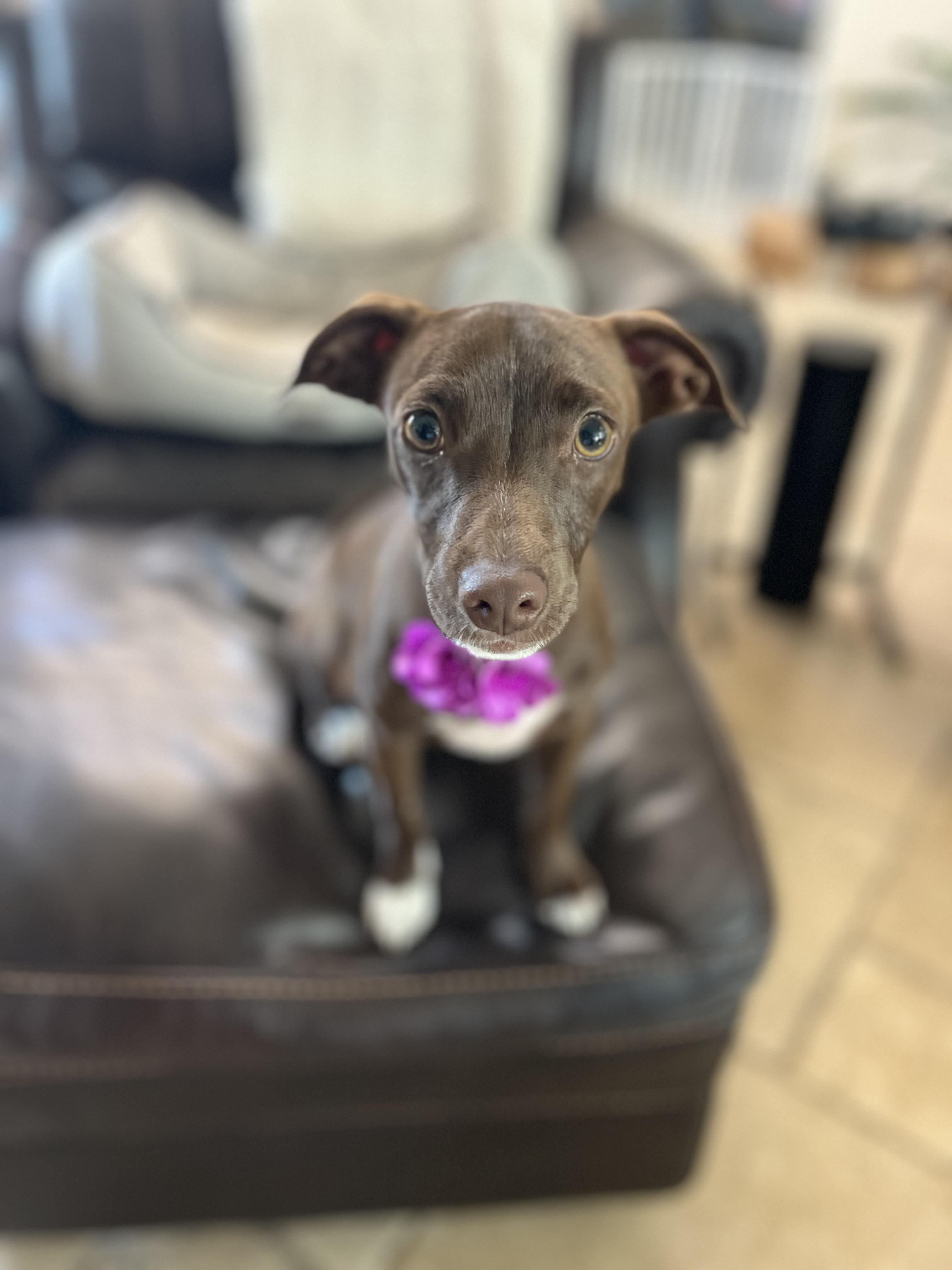 Mocha