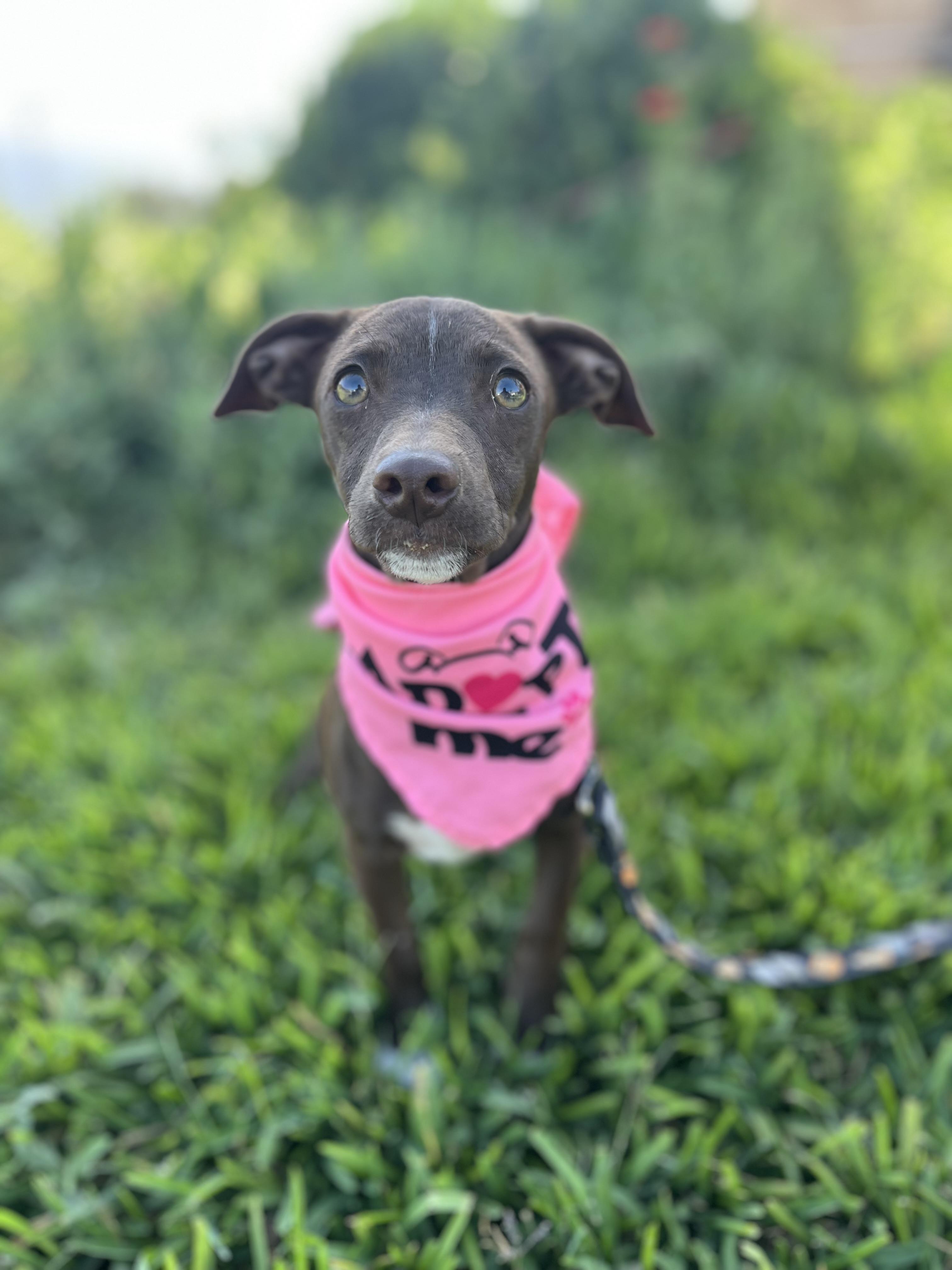 Mocha
