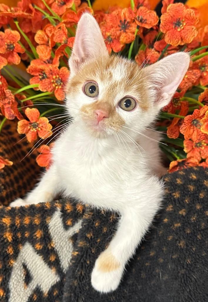 Enlarge 6/30/26  America, a Adoptable mixed breed in Stillwater, OK image 1/1