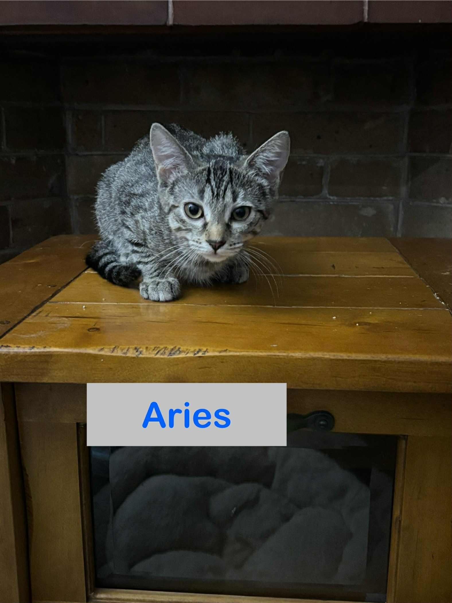 Aries of The Fantastic Four!!!, Adoptable, Young Male Domestic Short Hair.