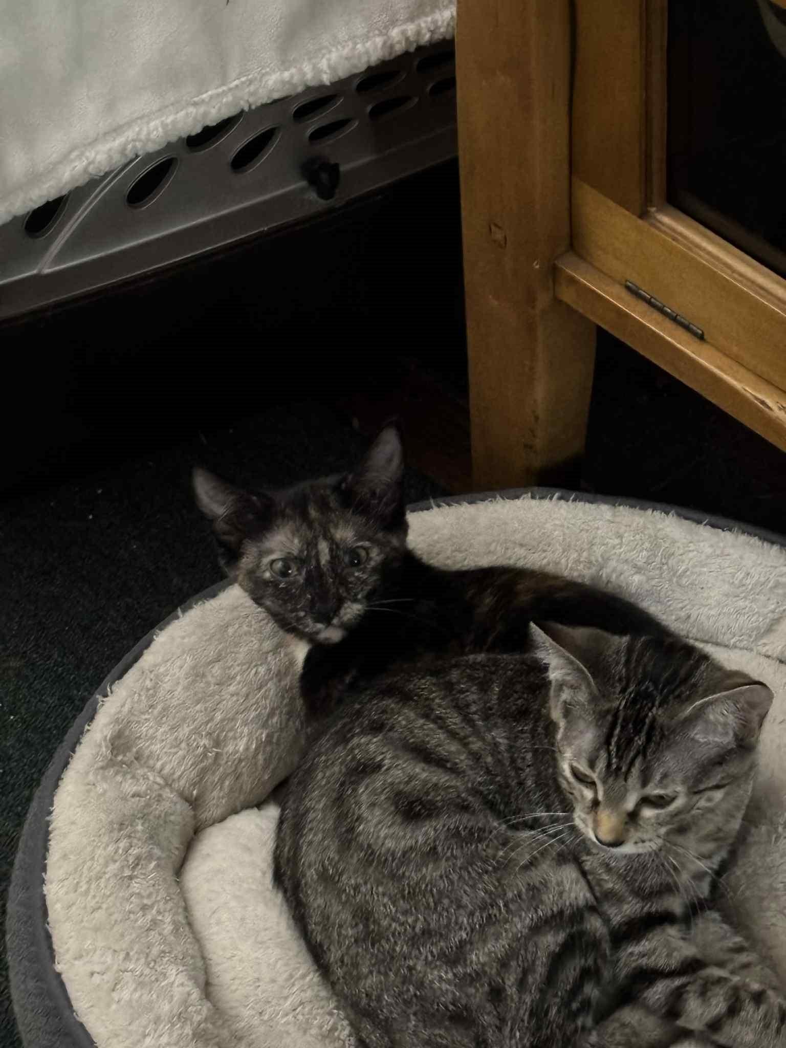 Enlarge Aries of The Fantastic Four!!!, a Adoptable Domestic Short Hair in Hawthorne, NJ image 2/2