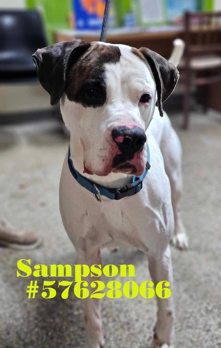 Enlarge Sampson, a Adoptable mixed breed in Wilkes Barre, PA image 1/1