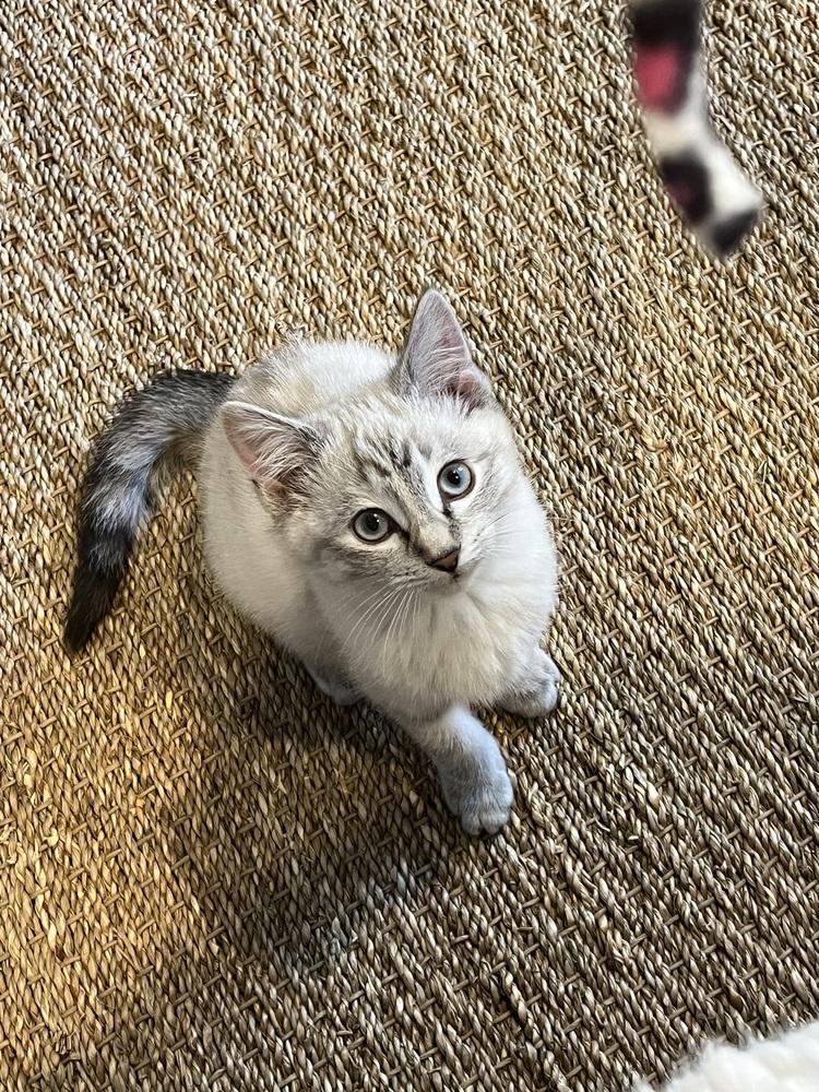 Maribel, Adoptable, Kitten Female Siamese & Tonkinese.