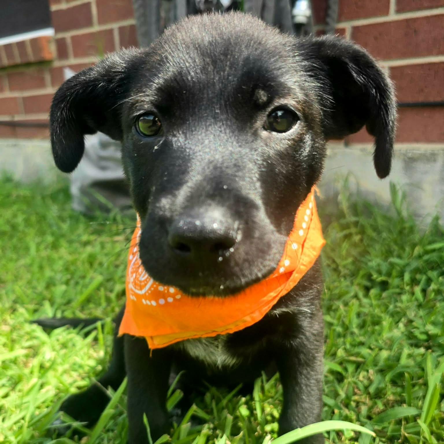 Enlarge Steffon, an adopted mixed breed in Houston, TX image 2/5