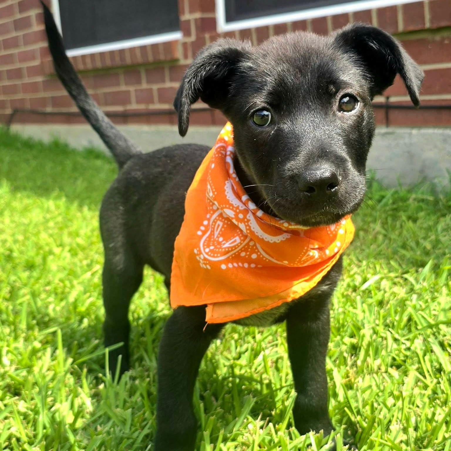 Enlarge Steffon, an adopted mixed breed in Houston, TX image 1/5