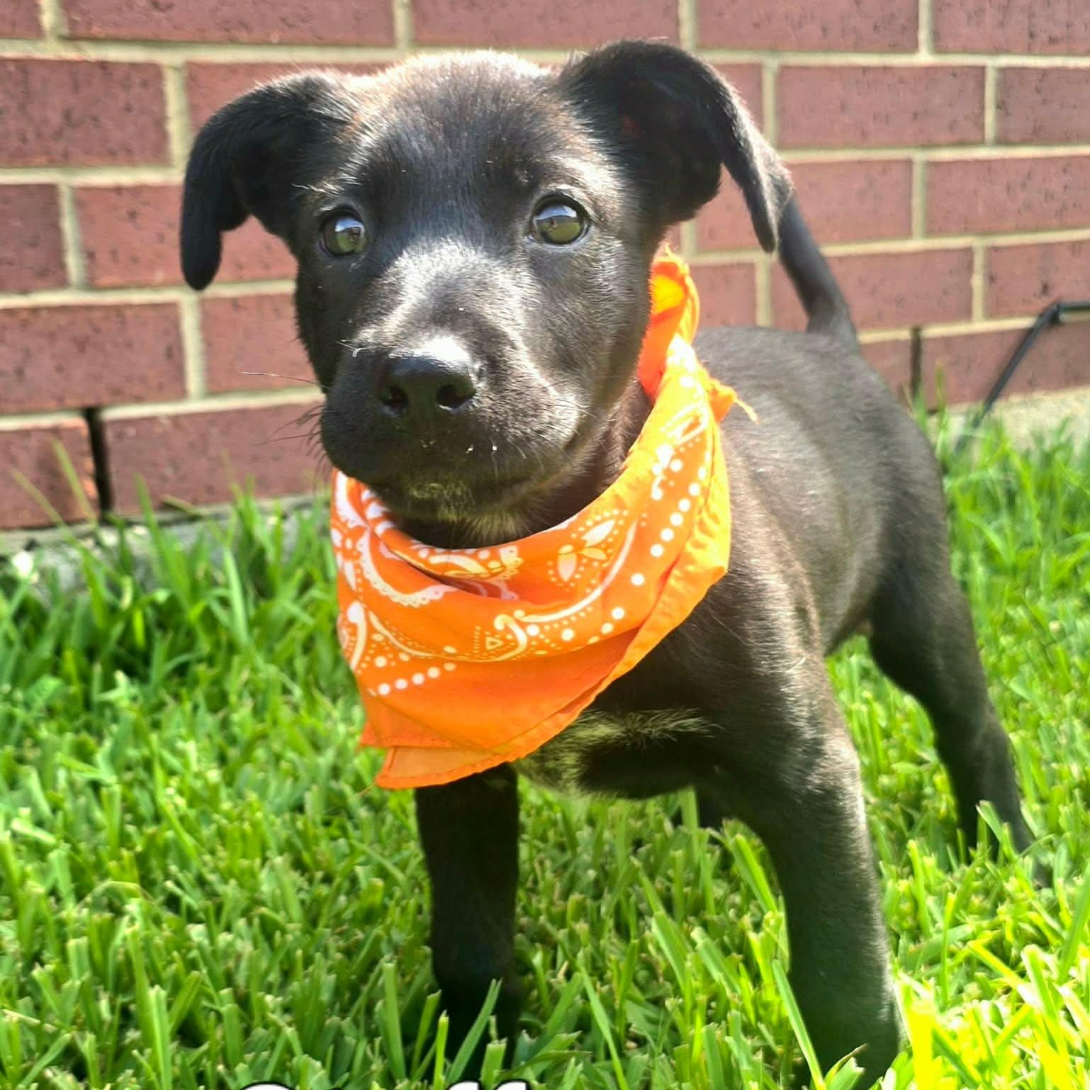 Enlarge Steffon, an adopted mixed breed in Houston, TX image 4/5