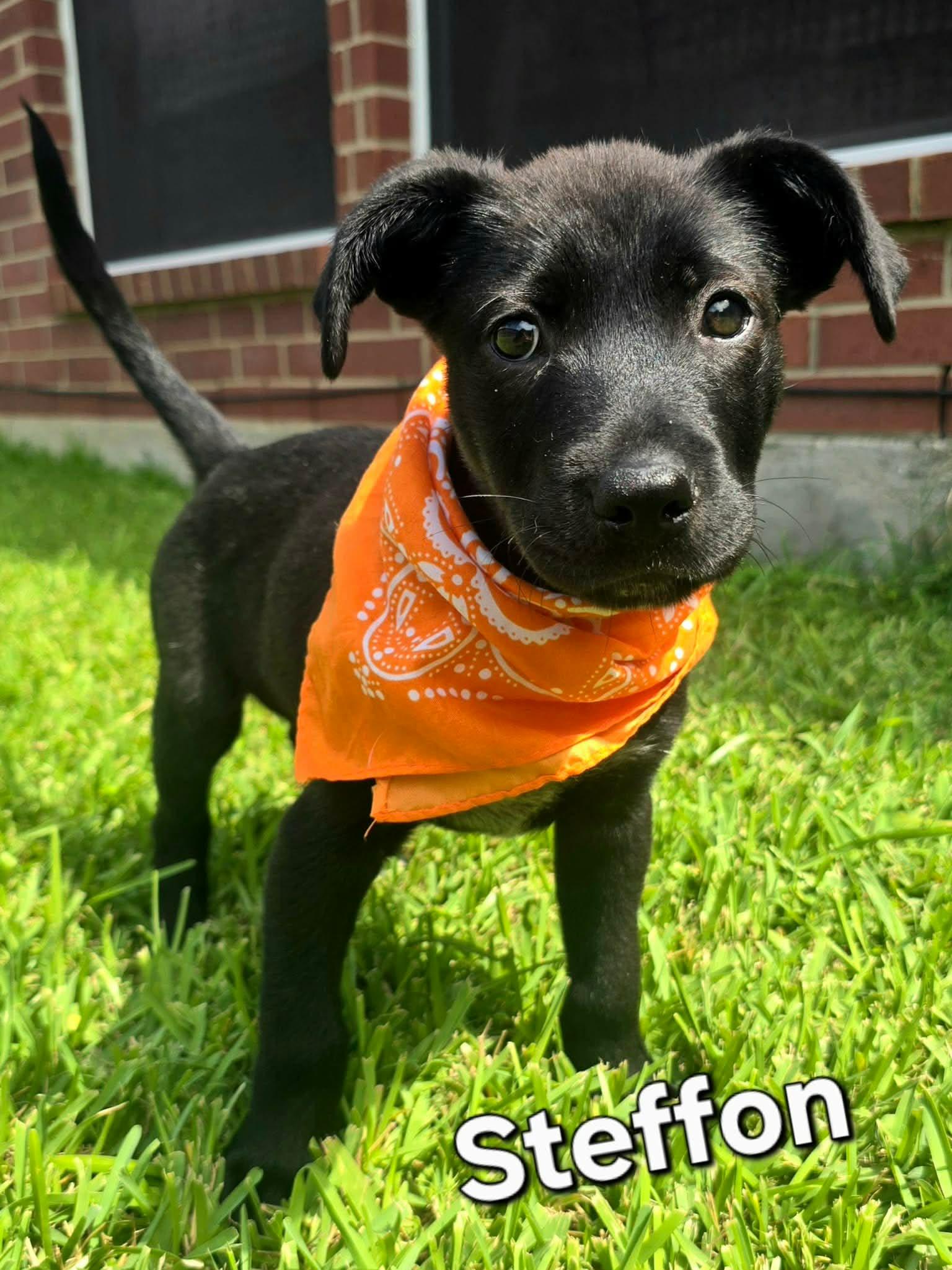 Enlarge Steffon, an adopted mixed breed in Houston, TX image 3/5