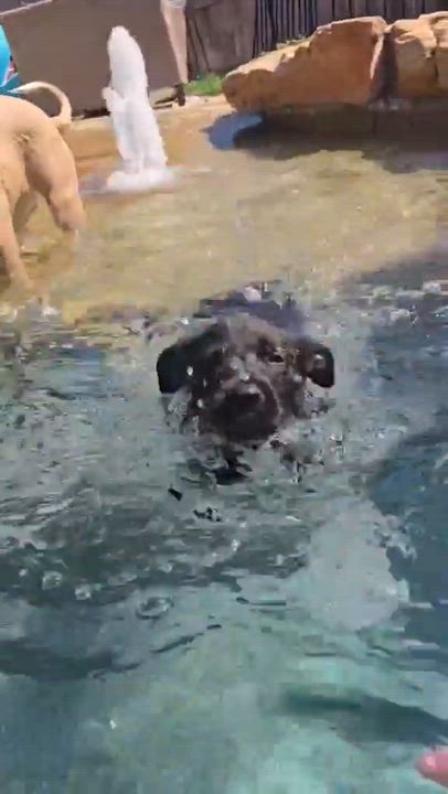 Enlarge Steffon, an adopted mixed breed in Houston, TX video 5/5