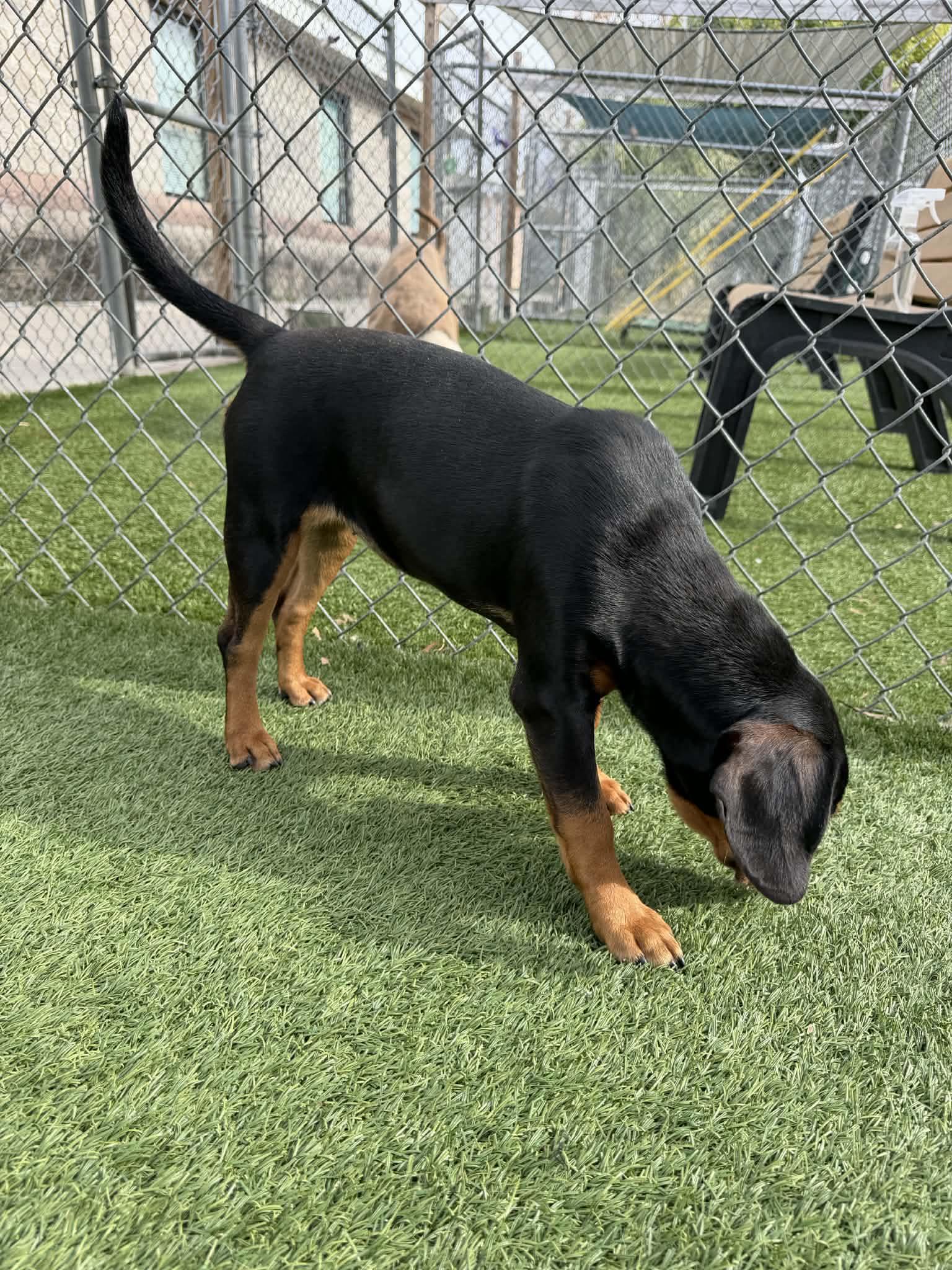 Enlarge Posey, an adopted Mixed Breed in St. Albans, VT image 3/3