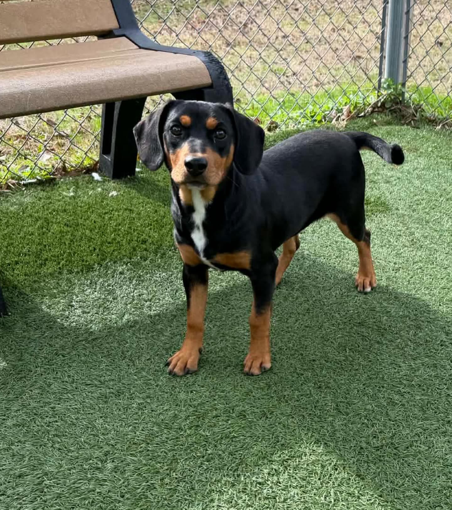 Posey, ADOPTABLE, Young Female Mixed Breed.