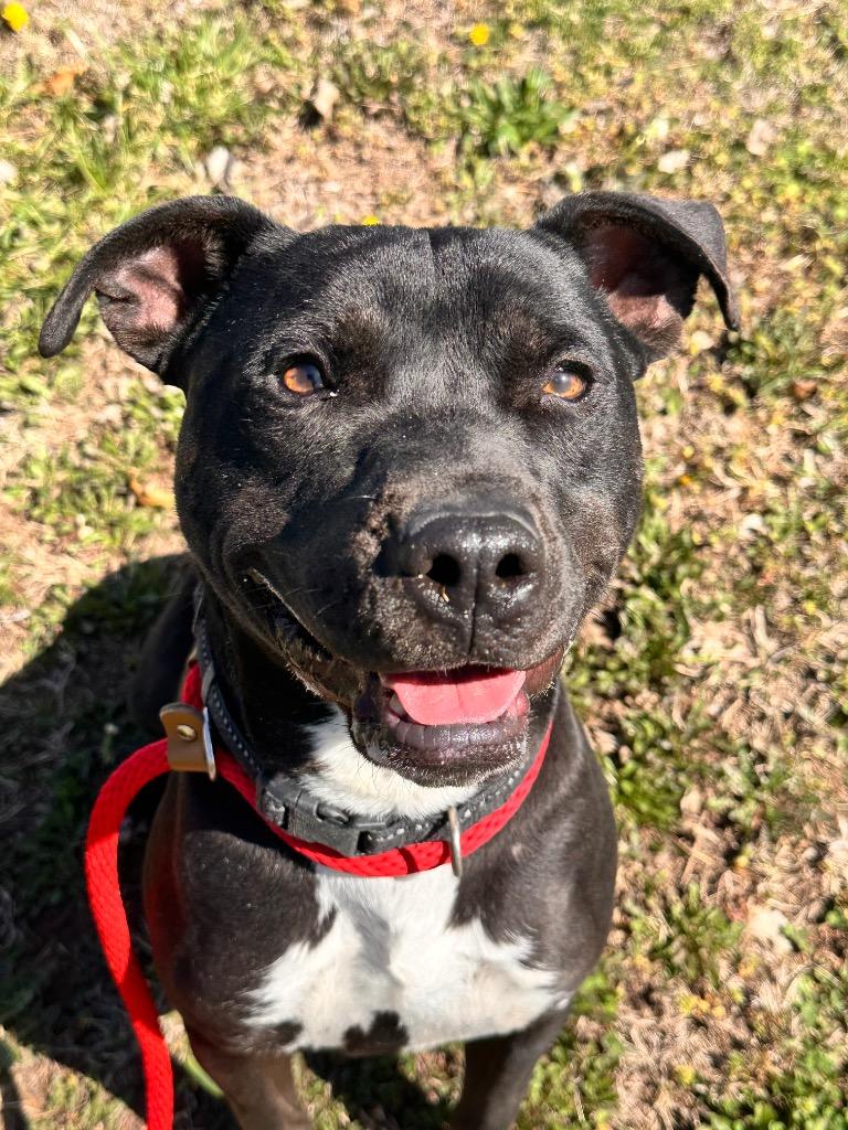 Remi, Adoptable, Young Male Pit Bull Terrier.