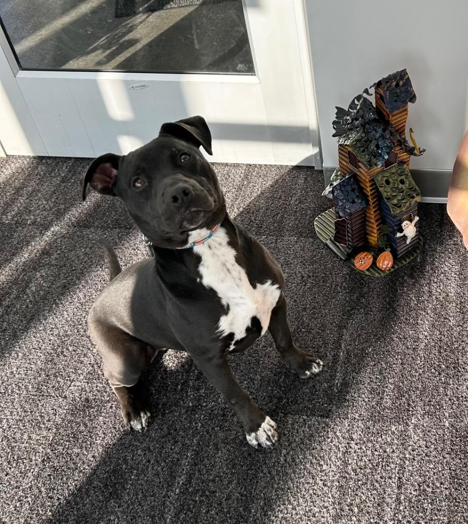 Remi, Adoptable, Young Male Pit Bull Terrier.