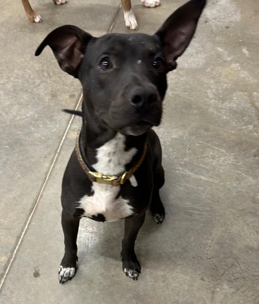 Enlarge Remi, a Adoptable Pit Bull Terrier in Newcastle, OK image 2/2