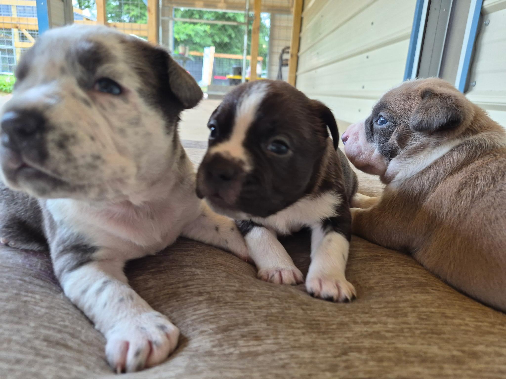 Enlarge Opal, an adopted mixed breed in Livingston, TX image 5/5