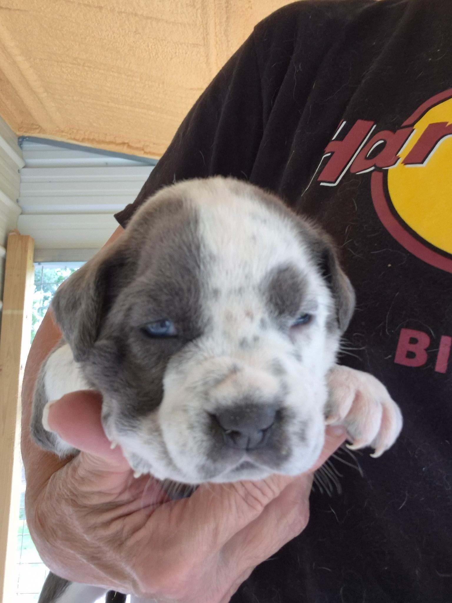 Opal, adopted, Puppy Female Border Collie.
