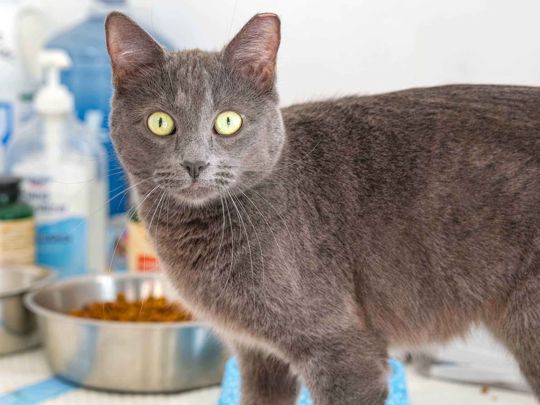 Silver , ADOPTABLE, Adult Female Domestic Short Hair.