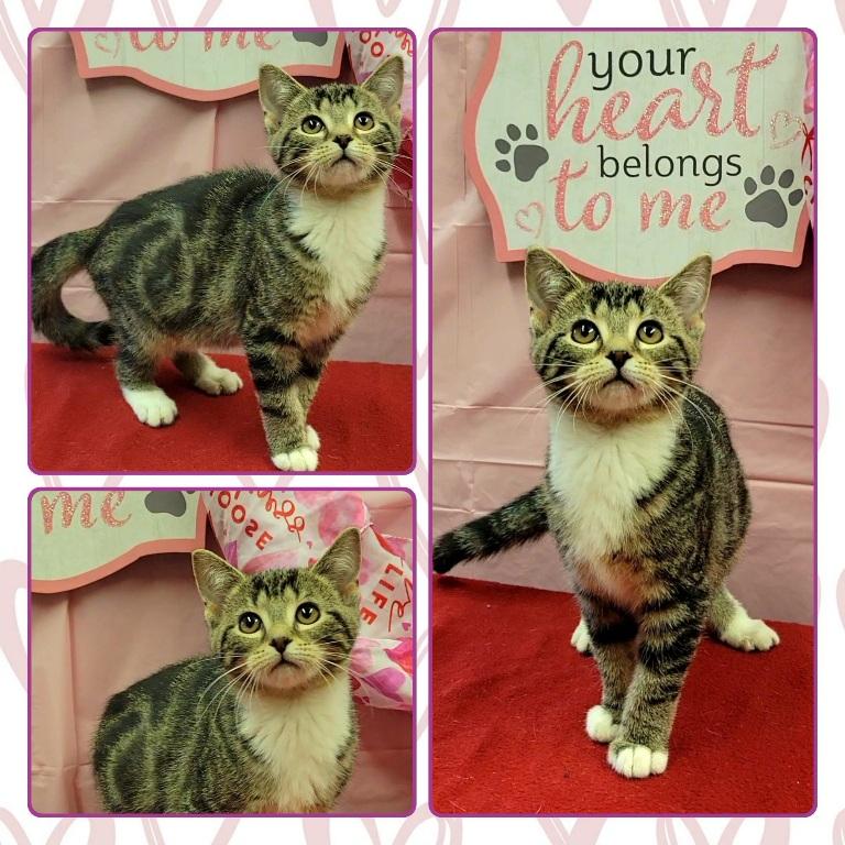 Enlarge JACQUELINE , a ADOPTABLE Domestic Short Hair in Buckhannon, WV image 1/1