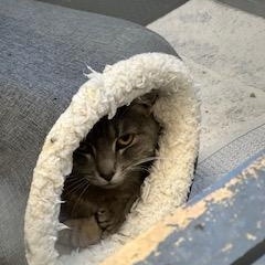 Finale Working Cat- **Adoption Fee Sponsored!