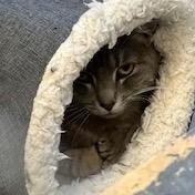 Finale Working Cat- **Adoption Fee Sponsored!, Adoptable, Adult Female Domestic Short Hair.