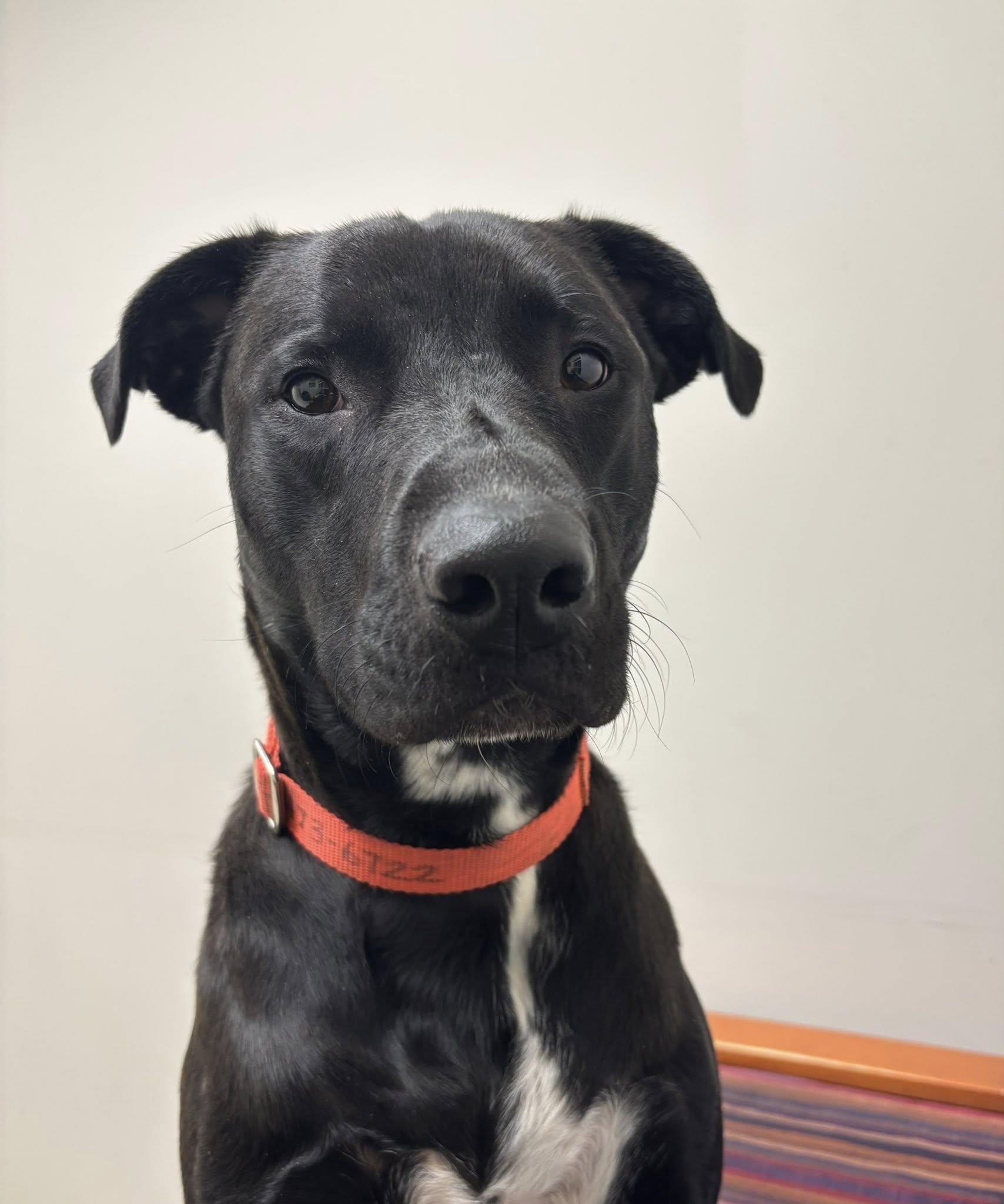 Scout, ADOPTABLE, Young Male Black Labrador Retriever & American Staffordshire Terrier.