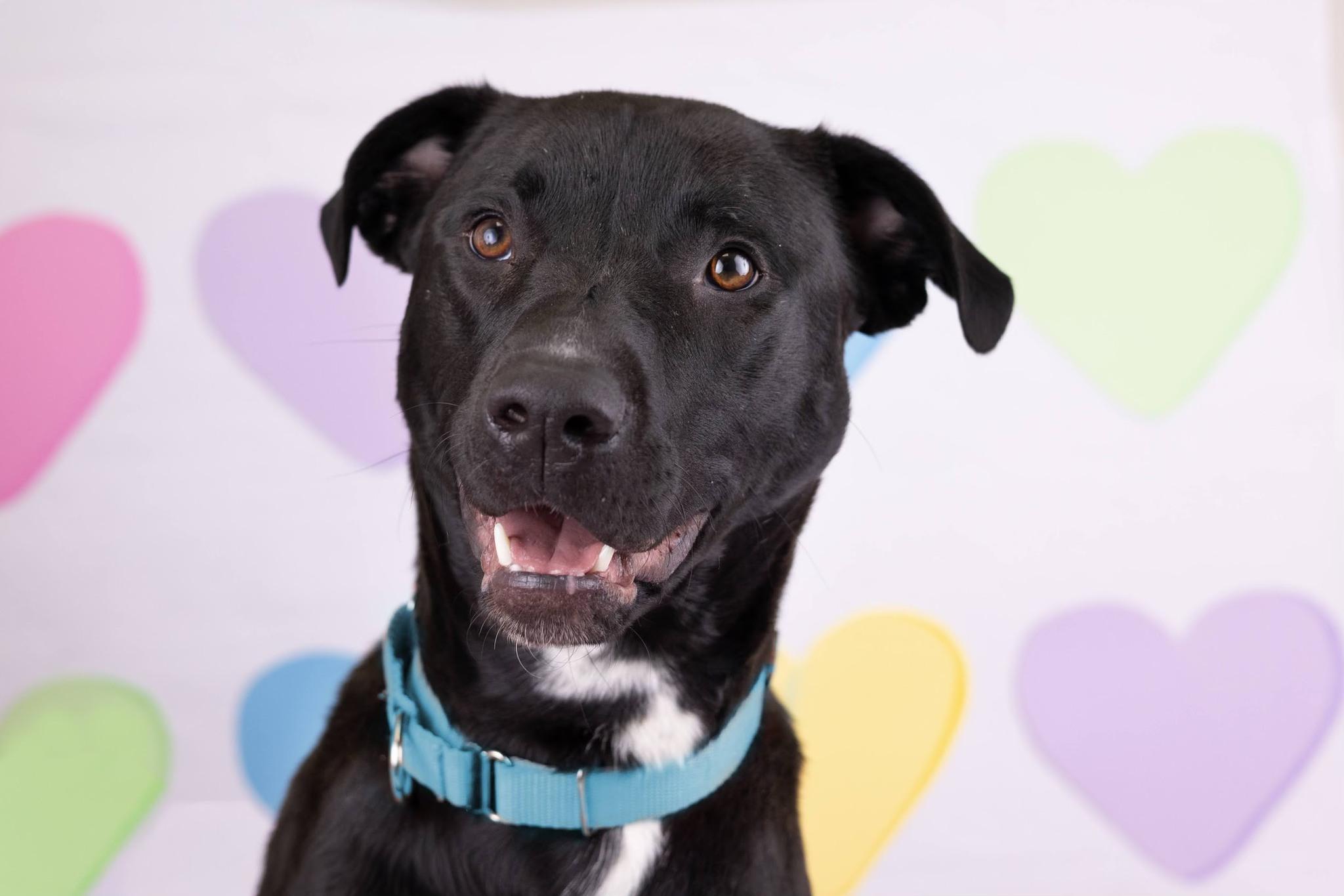 Enlarge Scout, a ADOPTABLE mixed breed in Whitestown, IN image 2/2
