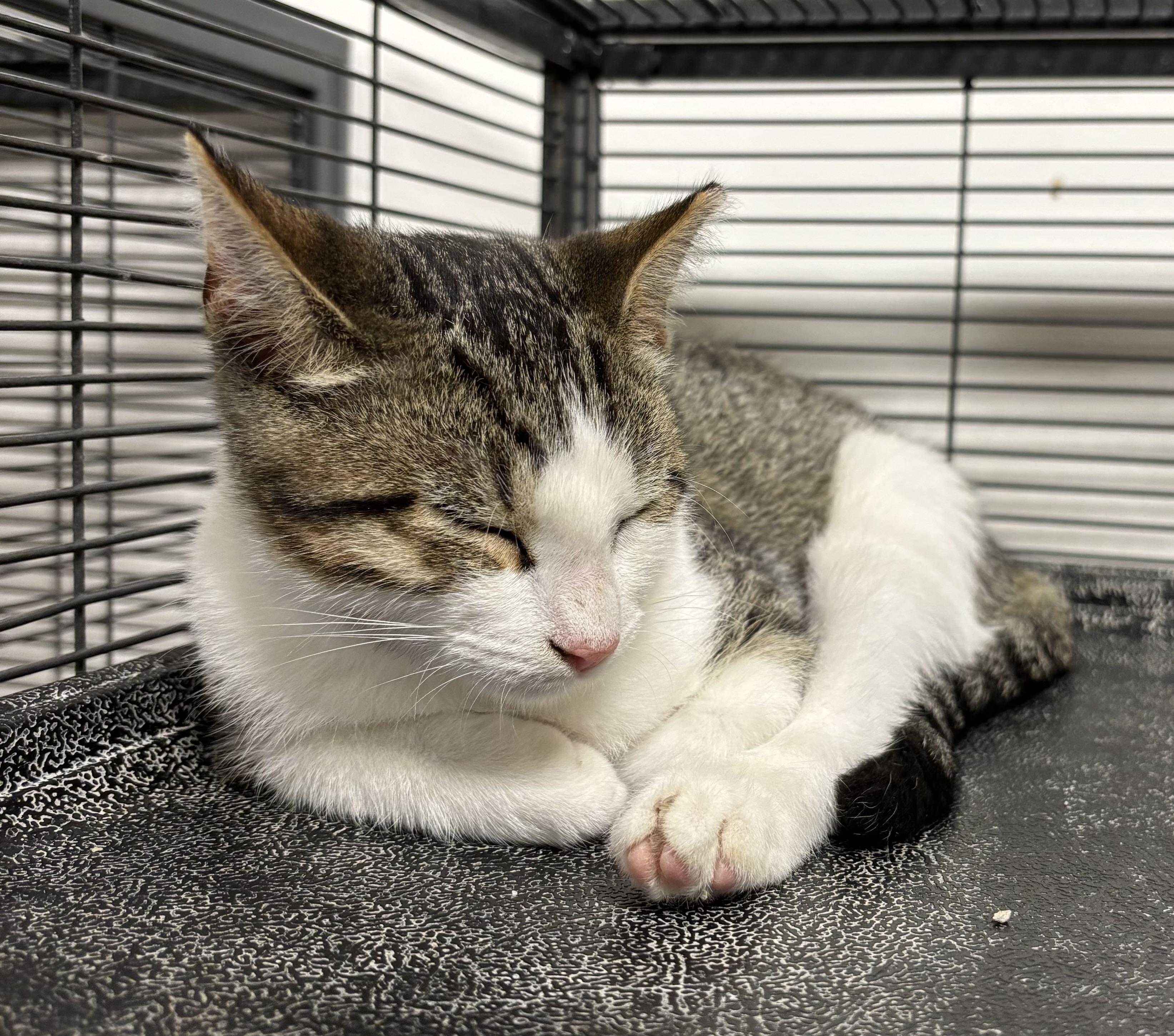 Enlarge Mojave, a Adoptable Domestic Short Hair in York, PA image 1/1