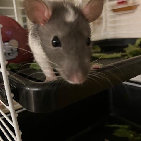 Black capped boy, ADOPTABLE, Baby Male Rat.