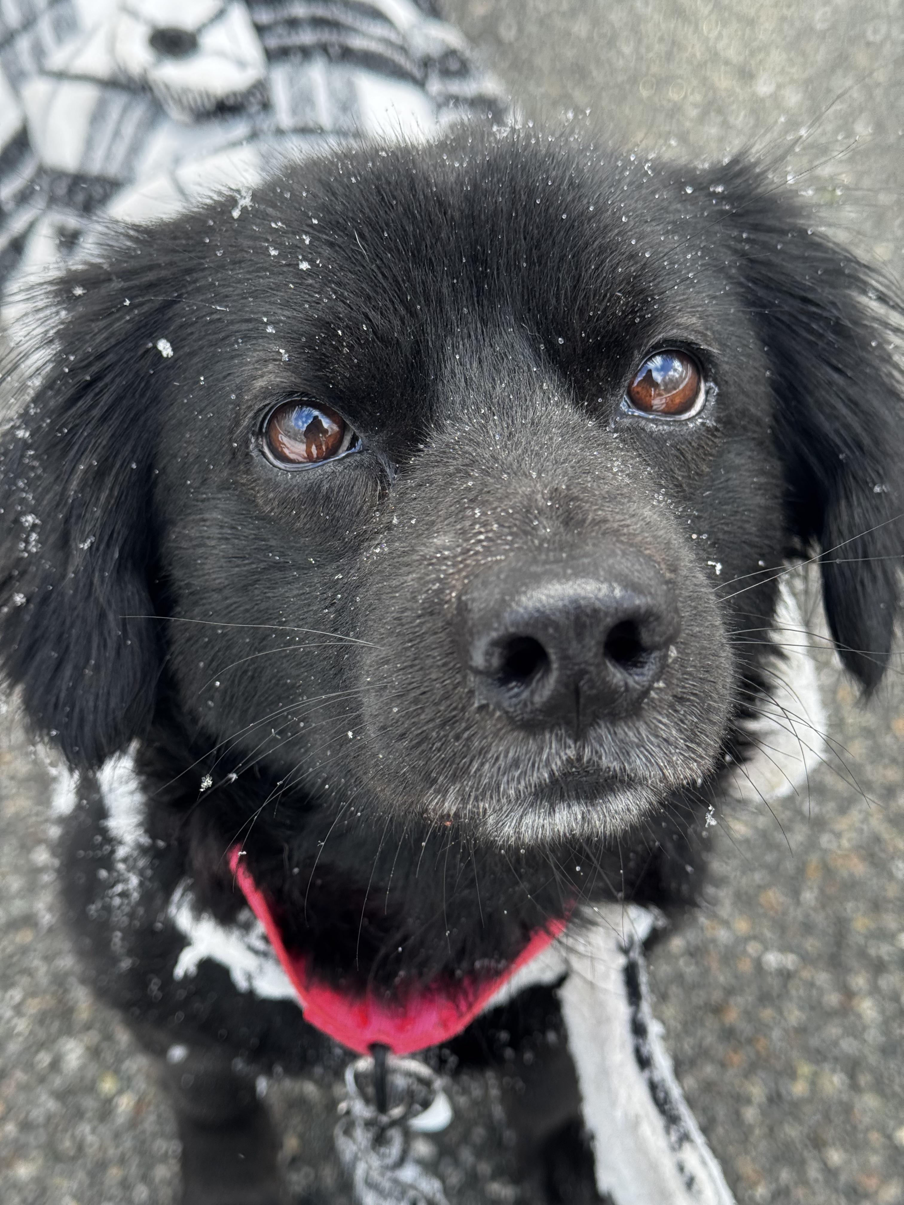 Enlarge Daisy, an adopted mixed breed in Boston, MA image 3/5