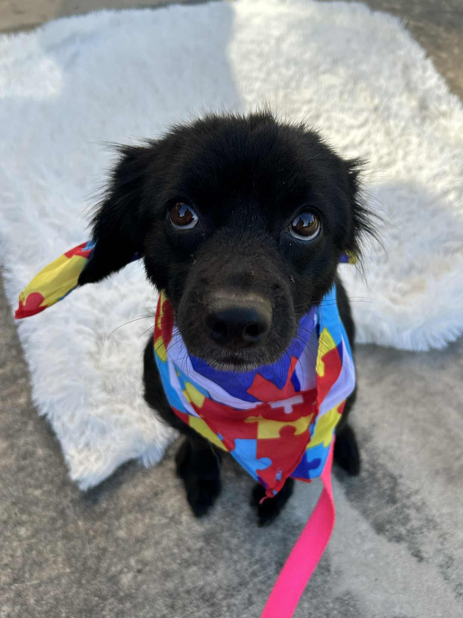 Daisy, a Adoptable mixed breed in Boston, MA image 3/6