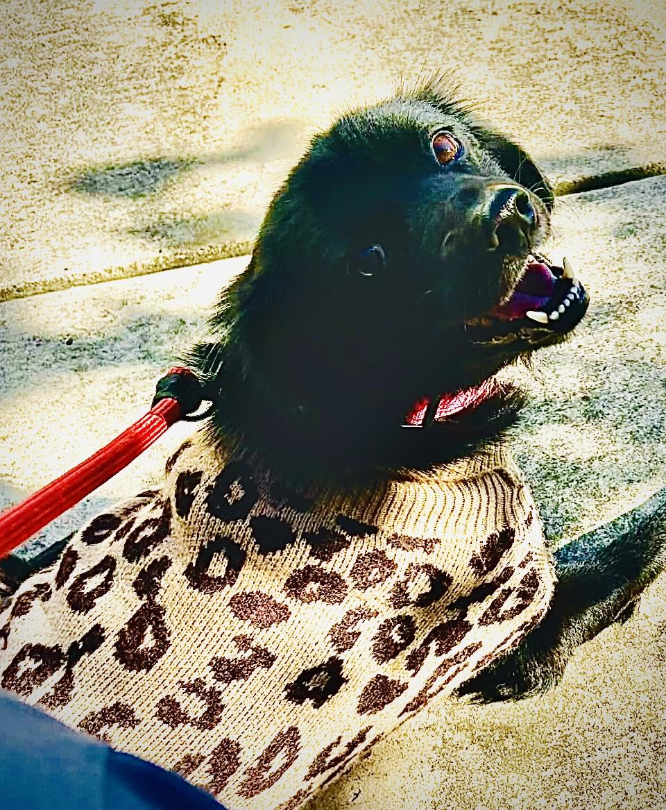 Daisy, a Adoptable mixed breed in Boston, MA image 1/6